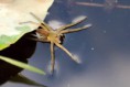 /album/pisauridae/dolomedes-plantarius-jpg/